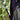 Person holding a black umbrella with a dog-shaped handle against a blurred green background